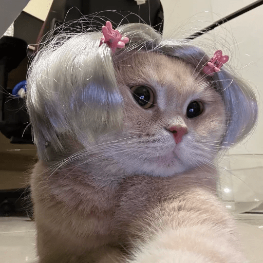 Gatos  6