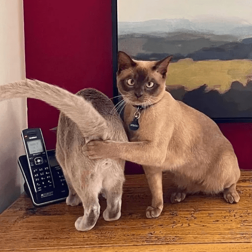 Gatos  7