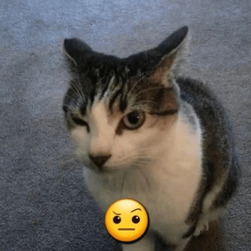 Gatos  8