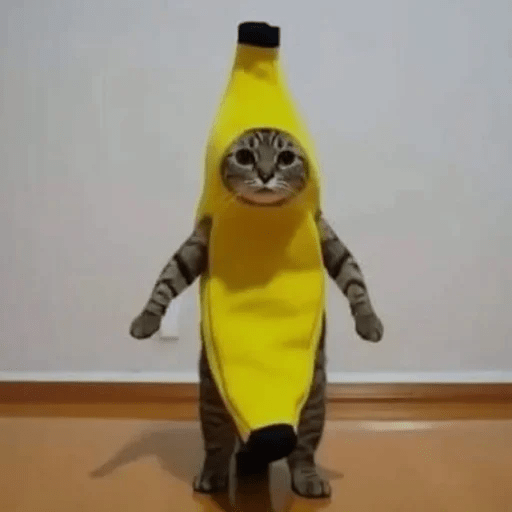 Gatos  4