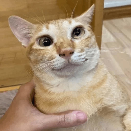 Gatos  5