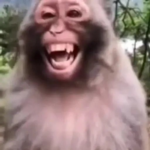 Reacción de monitos