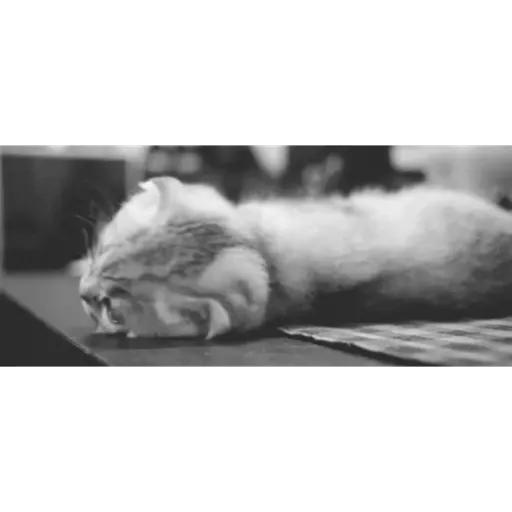 Cat 6