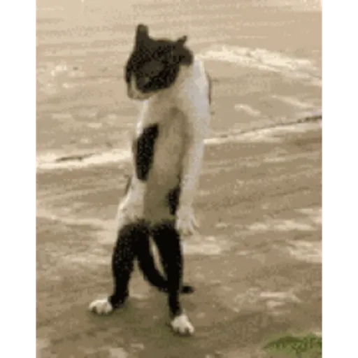 Cat 18
