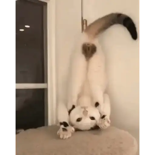 Cat 19
