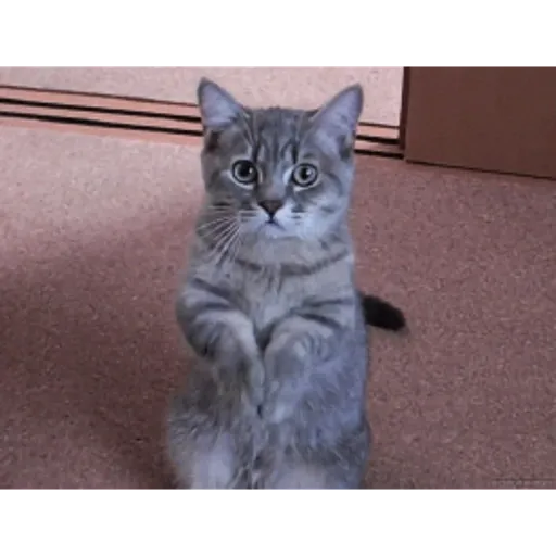 Cat 11
