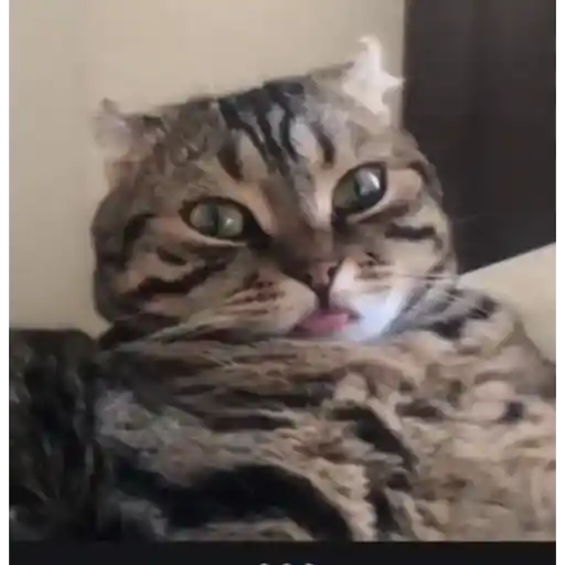 Cat 9