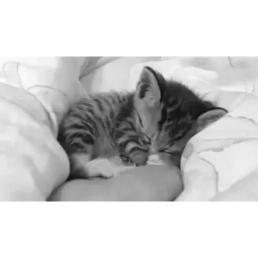Cat 13