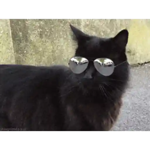 Cat 21