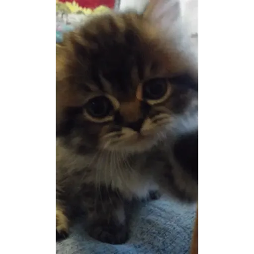 Cat 20