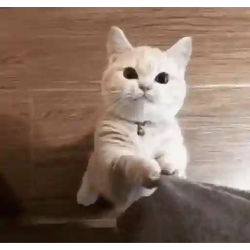 Cat 15