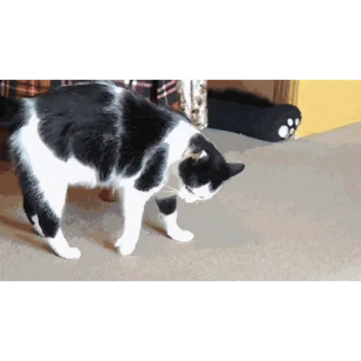 Cat 2