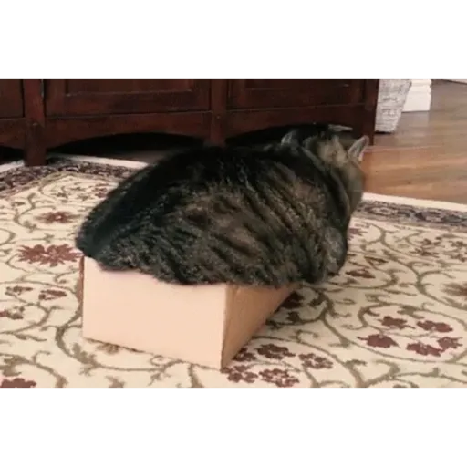 Cat 10