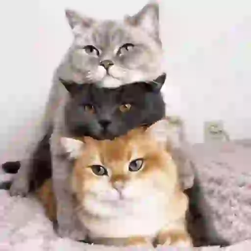 Cat 17