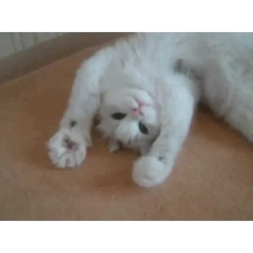 Cat 4