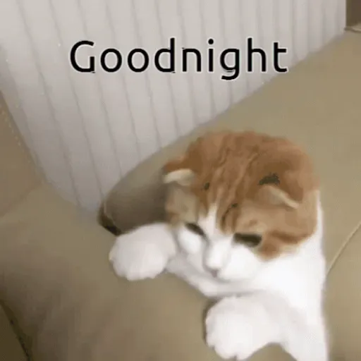 Cat 26