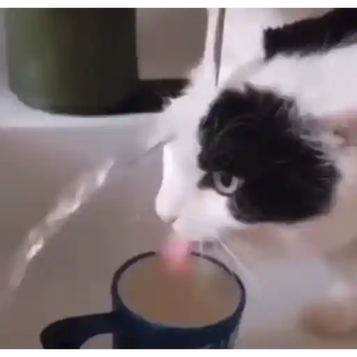 Cat 16