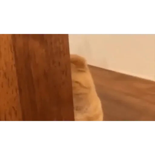Cat 8