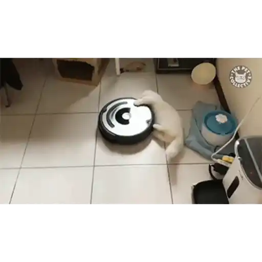 Cat 12
