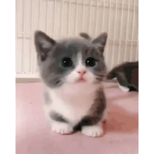 Cat 3
