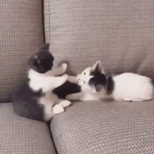 Cat 1