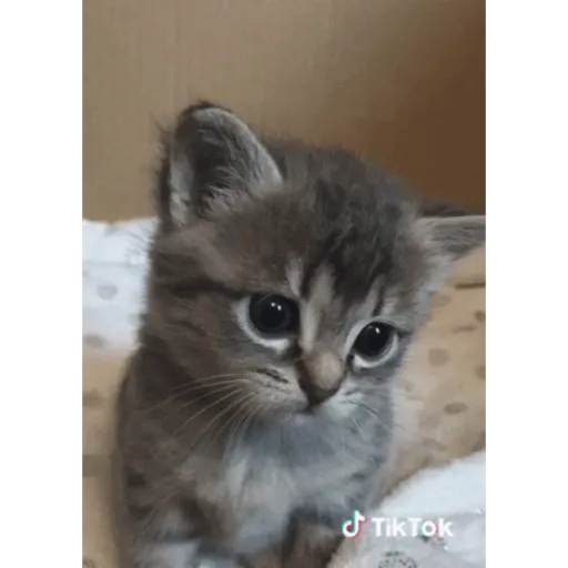 Cat 23