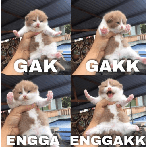 Gatau 5