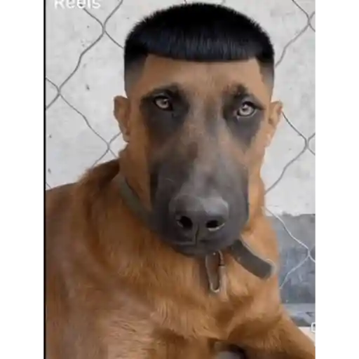 Nuevos 