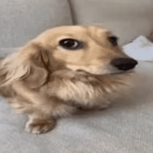 Memes del tiktok 2