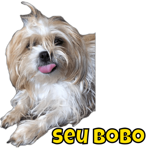 Criação  11