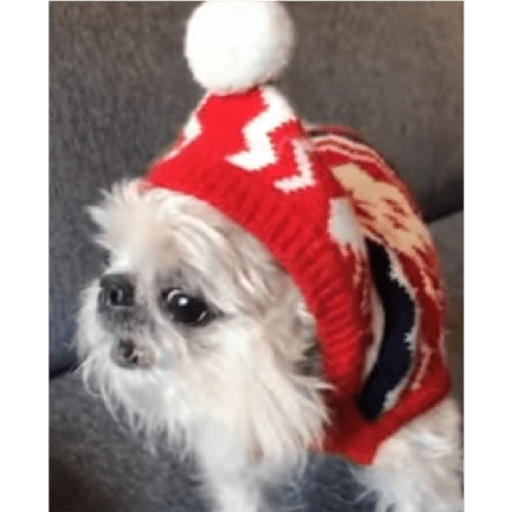 Dogs 25