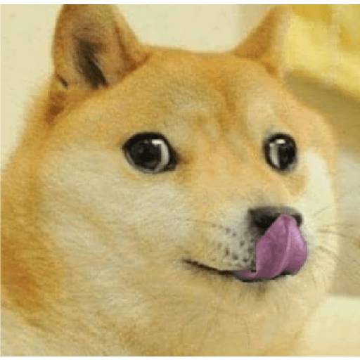 Dogs 16