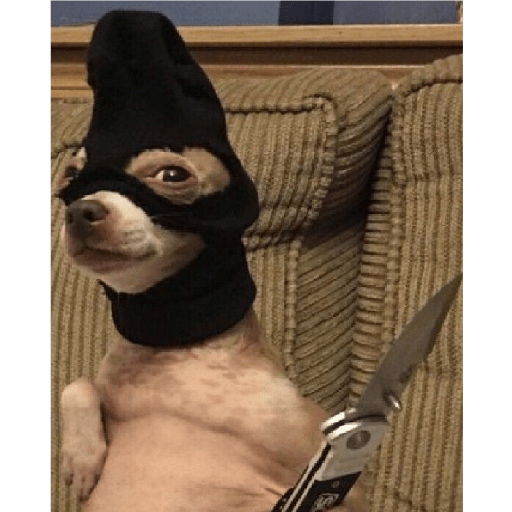 Dogs 1
