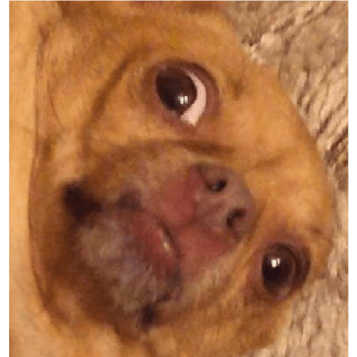 Dogs 18