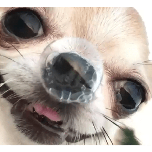 Dogs 13
