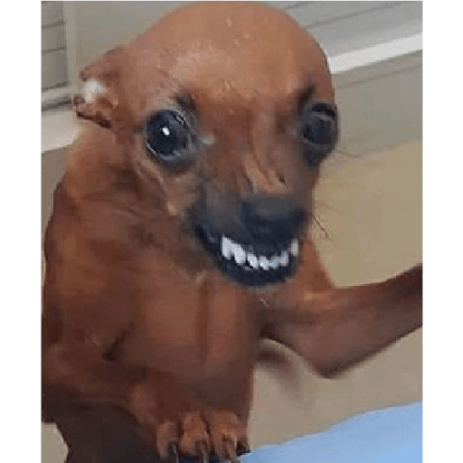 Dogs 14