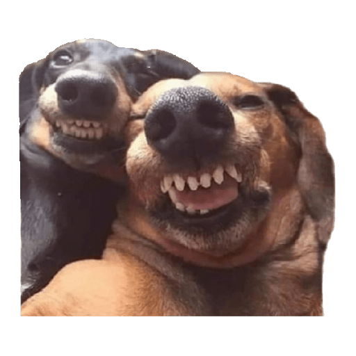 Dogs 6