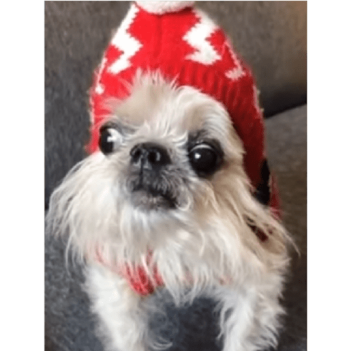 Dogs 24