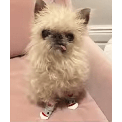 Dogs 26