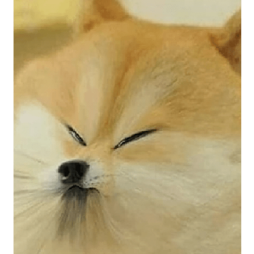 Dogs 15