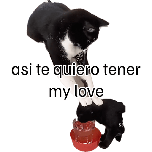 Flork😜 11
