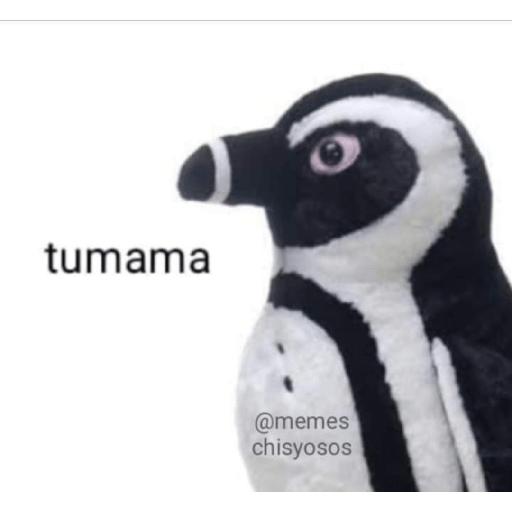 Teamodojacat 11