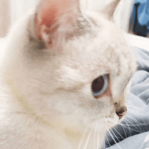 Uno gato 5