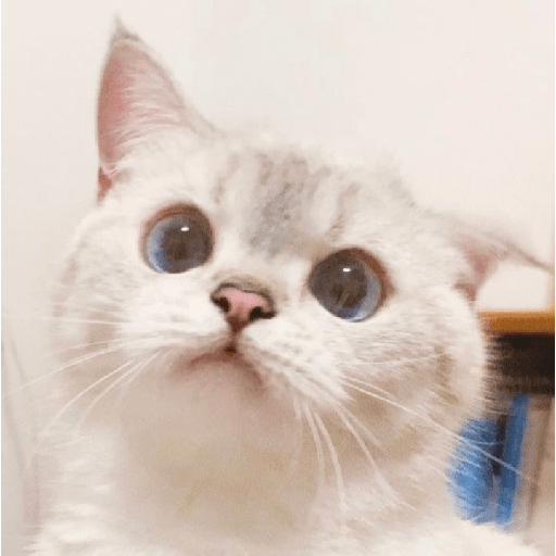 Uno gato 6