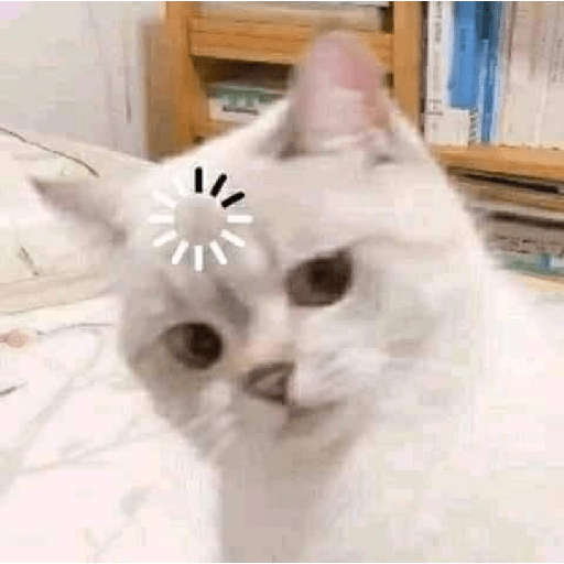 Uno gato 3