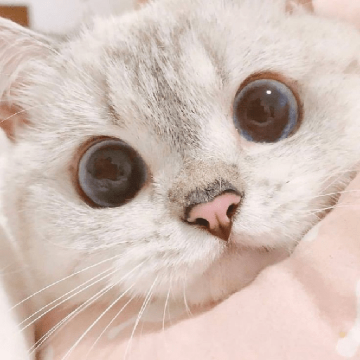 Uno gato 7