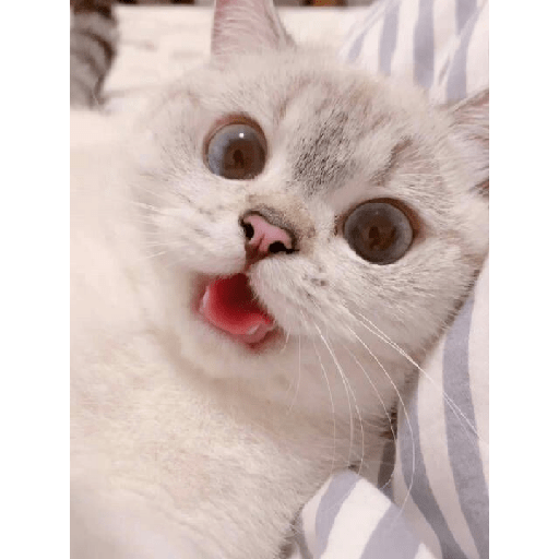Uno gato 9