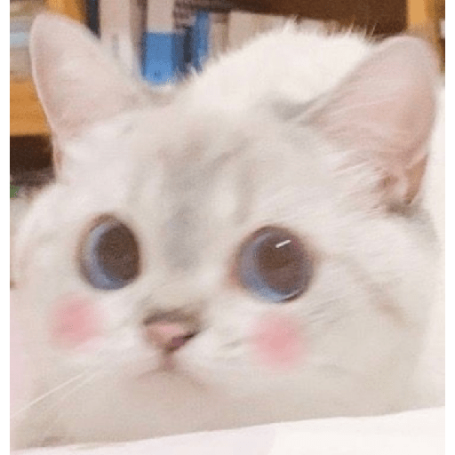 Uno gato 11