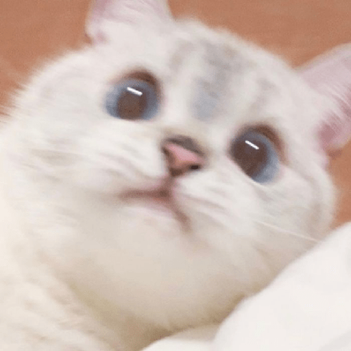 Uno gato 1