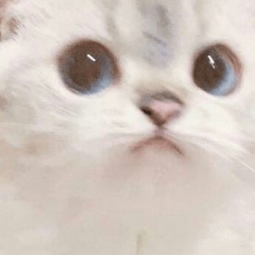 Uno gato 10